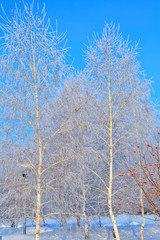 Trees in winter