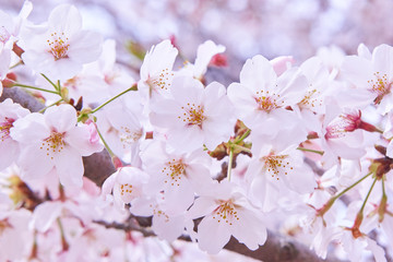 Obraz premium 桜の花 満開 クローズアップ ソメイヨシノ