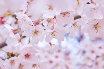桜の花　一面　中央　満開