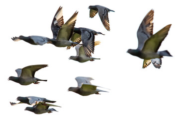 Fototapeta premium flock of speed racing pigeon flying against white background