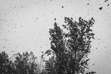 Fresh snow falling on the banches of a tree. Black and white photo of snowfall