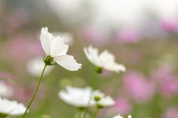 white cosmos in the garden