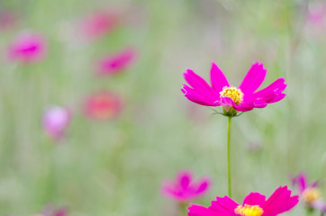pink cosmos in the garden