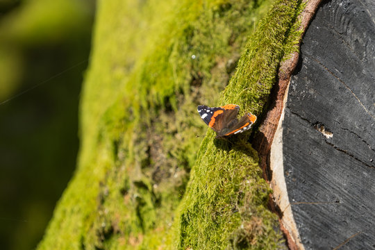 Admiral butterfly on a tree overgrown with green moss.