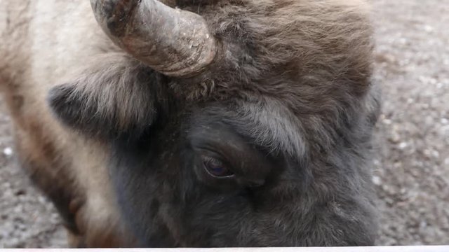 Close up of bison moving his head from right to the left with big eyes