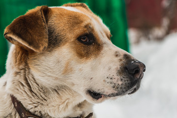 A Head of a big beautiful pooch brown-white dog with brown eyes in a brown leather collar is guarding the yard