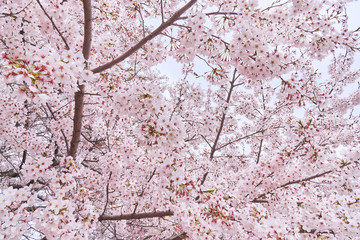 桜の花　一面　満開　見頃