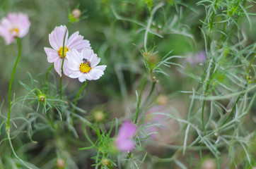 white cosmos flower and bee