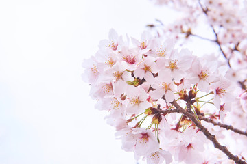 桜の花　枝先　満開　白背景