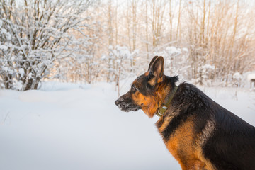 Dog German Shepherd in a winter day