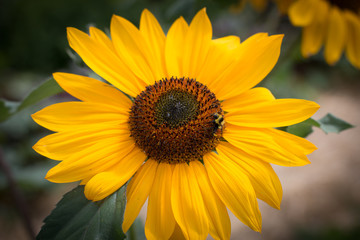 Bee on a sunflower