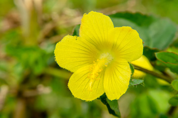 Fototapeta premium Brazil Jute or Malachra flower