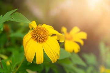 Yellow Mexican sunflower