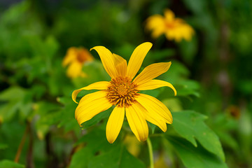 Yellow Mexican sunflower