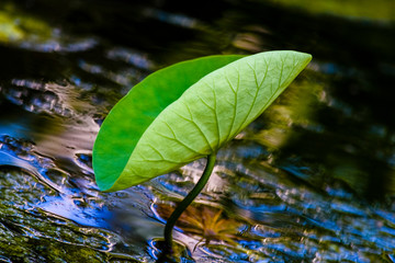 Lotus leaf on water