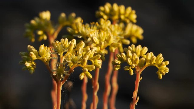 Sedum acre is a wild flower in the southern France