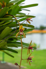 Cymbidium finlaysonianum flower.