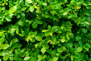 Siamese rough bush leaves.