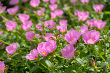 Close up Portulaca flower