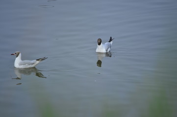 The birds of the sea