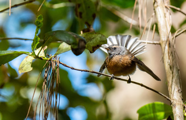 An Adorable New Zealand Fantail Perched on a Branch