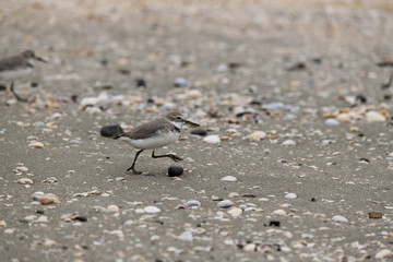 A Wrybill Exploring the Beaches of New Zealand