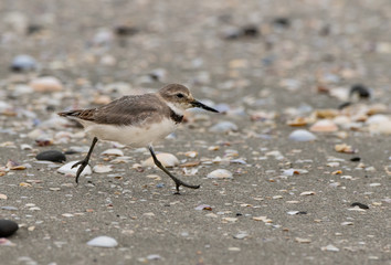 A Wrybill Exploring the Beaches of New Zealand