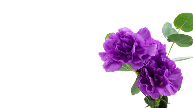 Two purple carnations with plants isolated on a white background with copy space