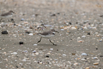 A Wrybill Exploring the Beaches of New Zealand