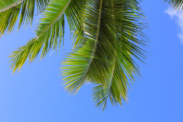 Obraz na płótnie Canvas Palm leaf with blue sky
