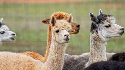 Obraz premium Different Color Texan Alpacas together looking towards the right, in Texas