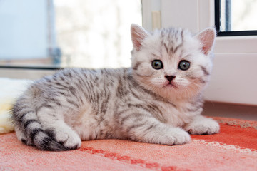 Black and white striped British kitten lying on the windowsill next to the window and looking at the camera.