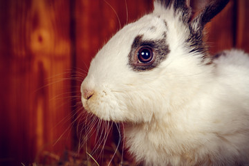 Obraz premium fluffy easter bunny