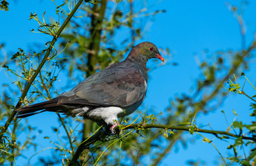 A Beautiful and Colorful Keruru in a Tree
