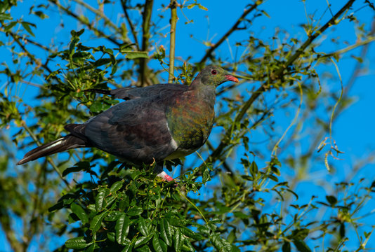 A Beautiful and Colorful Keruru in a Tree
