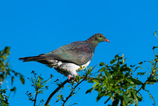 A Beautiful and Colorful Keruru in a Tree