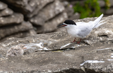 A White-fronted Tern and Baby Chick at Pancake Rocks New Zealand