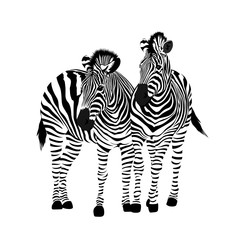 Zebra couple standing. Savannah animal ornament. Wild animal texture. Striped black and white. Vector illustration isolated on white background.