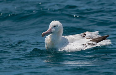 Fototapeta premium A Wandering Albatross 