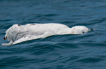 Naklejka premium A Beautiful Wandering Albatross Dipping its Head in the Ocean But Keeping an Eye on Things