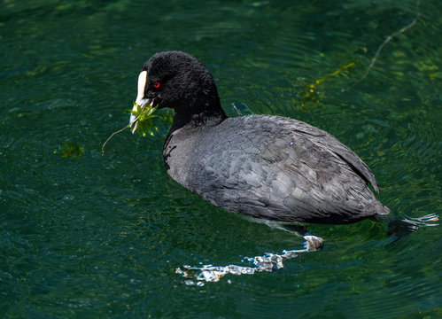 An Australian Coot Swimming in a New Zealand Lake