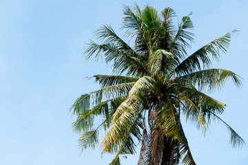 Fototapeta na wymiar The top of the coconut tree under the blue sky.