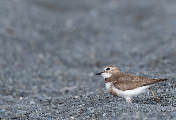 A Cute Female Banded Dotterel Searching the Sky