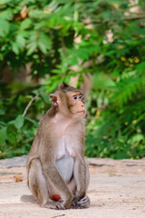 Monkey sitting in the nature for animal and wildlife concept