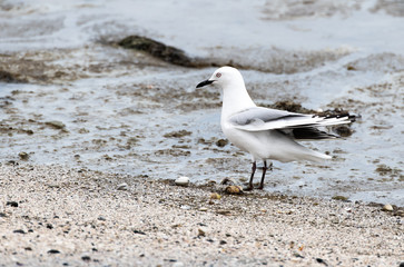 An Endangered Black-billed Gull near Auckland New Zealand