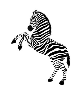 Zebra with hind legs. Wild animal texture. Striped black and white. Vector illustration isolated on white background.