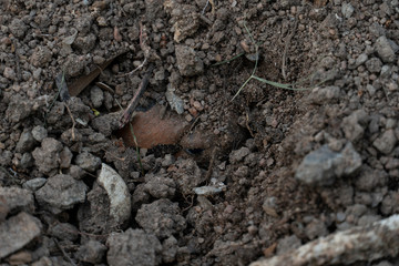 Hide in the soil of amphibians Bullfrog.