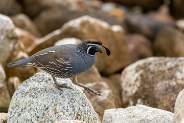 A Beautiful California Quail  Navigating the Rocks Along a New Zealand Shoreline