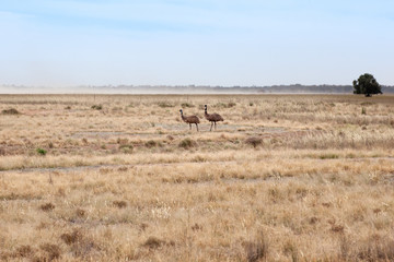 Fototapeta na wymiar A pair of emu (Dromaius novaehollandiae) roam across the barren countryside in western New South Wales, Australia foraging for food.