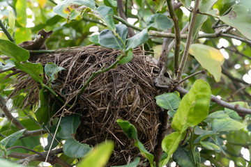 Bird's nest from dry grass leaves in the tree.
